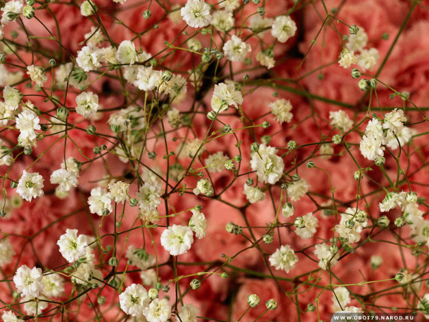 Обои картинки фото цветы