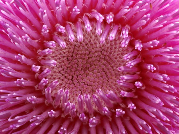 Обои картинки фото цветы, астры