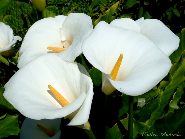 Обои картинки фото цветы, каллы