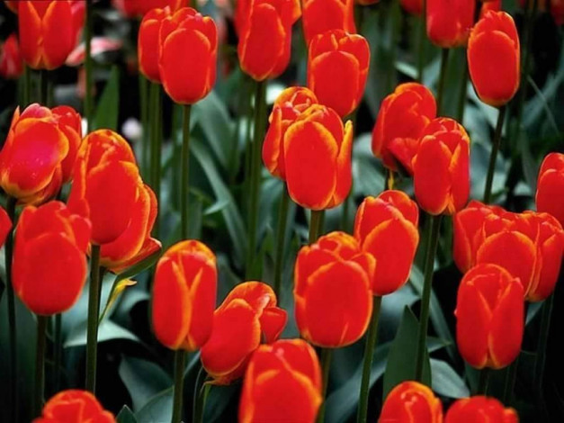 Обои картинки фото цветы, тюльпаны