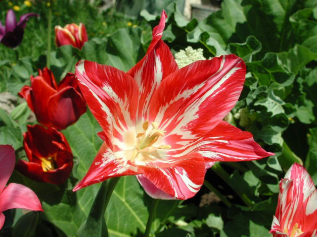 Обои картинки фото цветы, тюльпаны