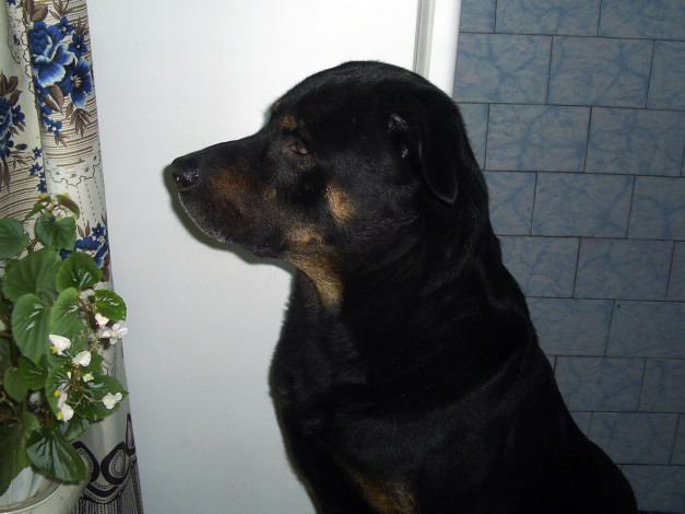 Обои картинки фото макс, животные, собаки