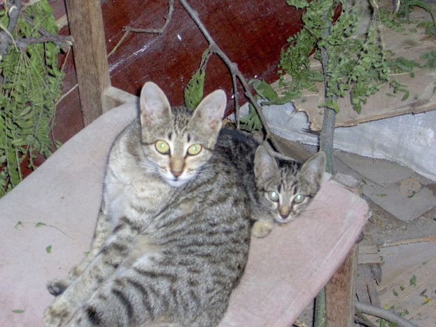 Обои картинки фото животные, коты