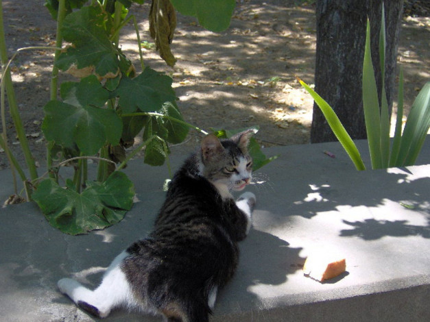 Обои картинки фото животные, коты