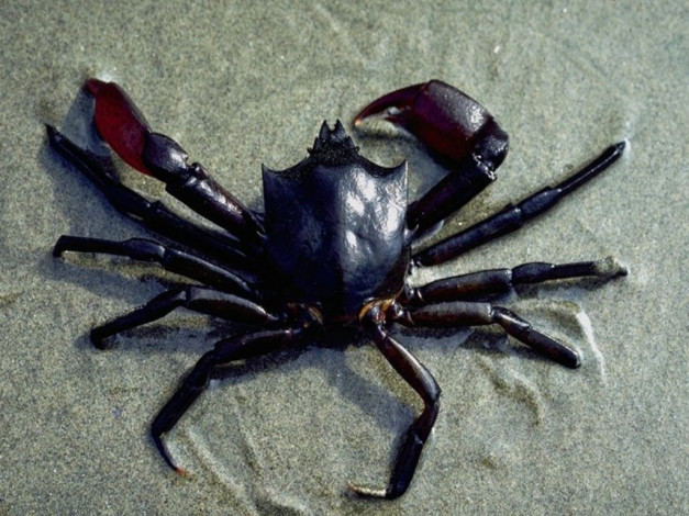 Обои картинки фото животные, крабы, раки