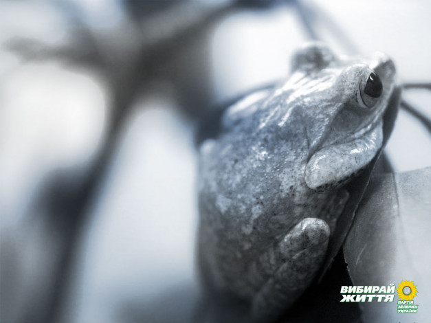 Обои картинки фото животные, лягушки