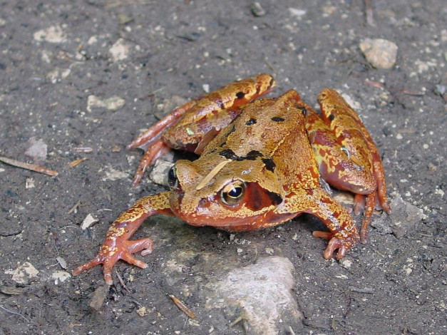 Обои картинки фото животные, лягушки