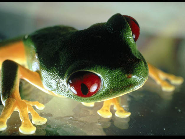 Обои картинки фото животные, лягушки
