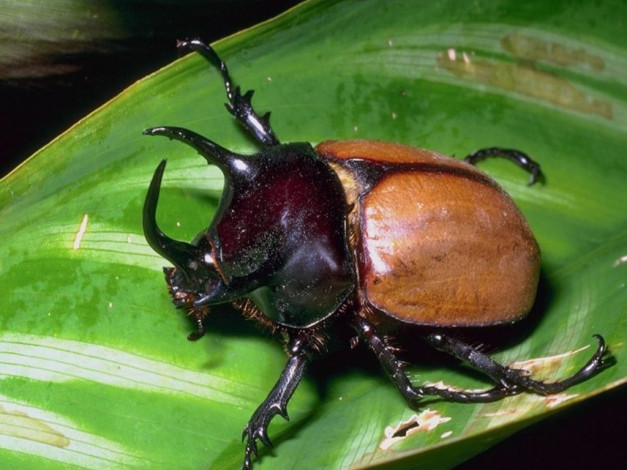 Обои картинки фото животные, насекомые