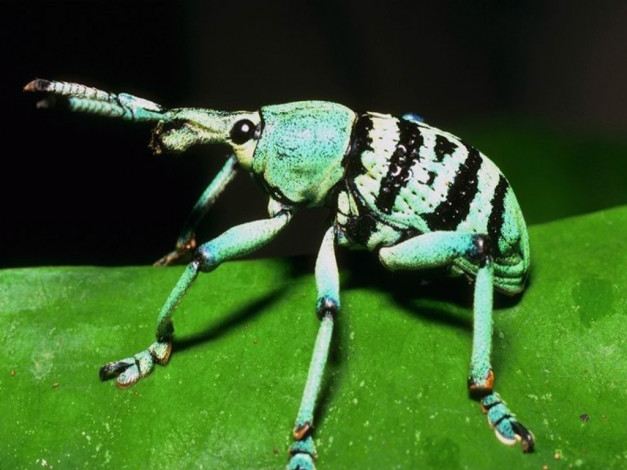 Обои картинки фото животные, насекомые