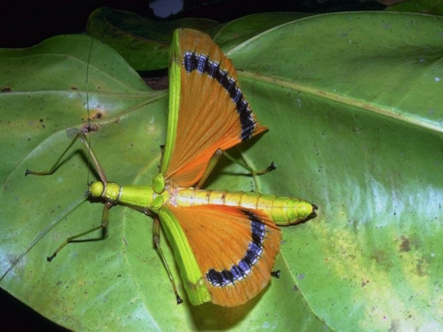 Обои картинки фото животные, насекомые