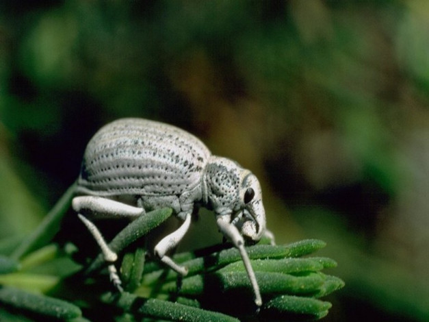 Обои картинки фото животные, насекомые