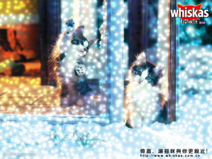 Картинка бренды whiskas