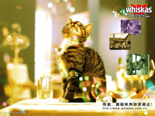 Картинка бренды whiskas