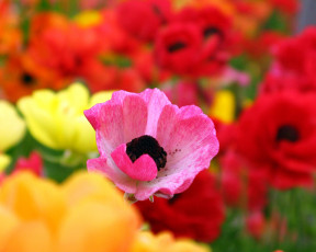 Картинка цветы анемоны адонисы