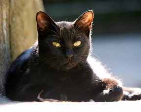 Картинка животные коты