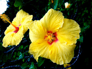 Картинка цветы гибискусы