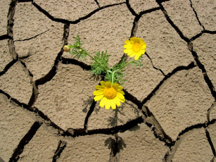 Картинка цветы луговые полевые