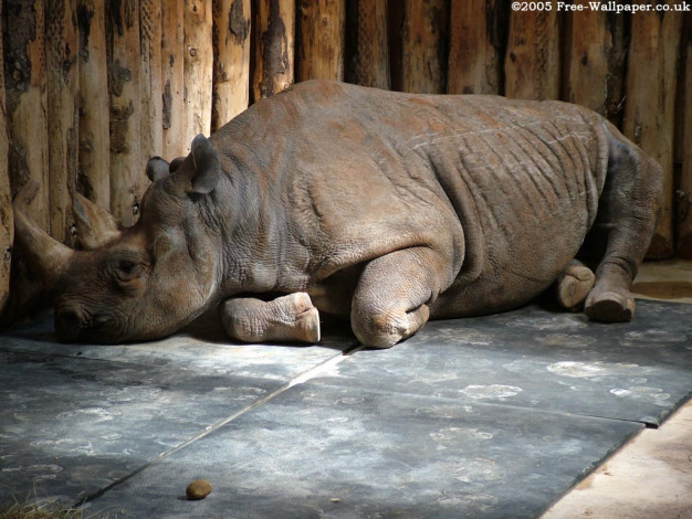 Обои картинки фото животные, носороги