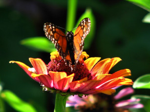 Картинка животные бабочки