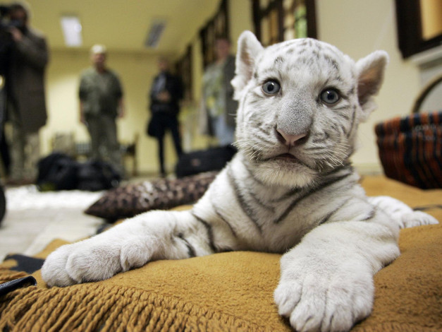 Обои картинки фото белый, тигрёнок, животные, тигры