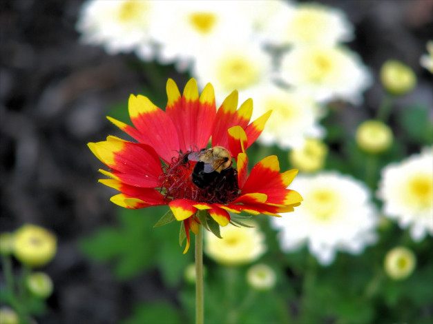 Обои картинки фото цветы, гайлардии, гелениумы