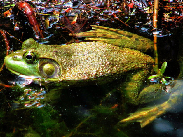 Обои картинки фото животные, лягушки