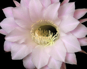 Картинка цветы кактусы