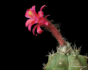 Картинка цветы кактусы