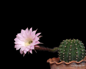 Картинка цветы кактусы