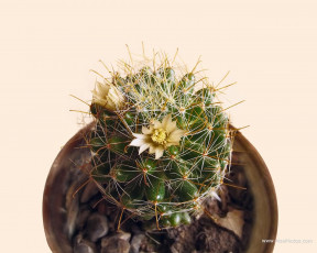 Картинка цветы кактусы