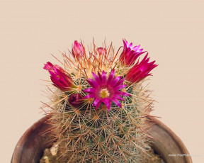 Картинка цветы кактусы