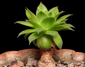 Картинка цветы кактусы