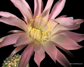 обоя цветы, кактусы