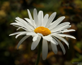 Картинка цветы ромашки