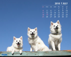 обоя календари, животные