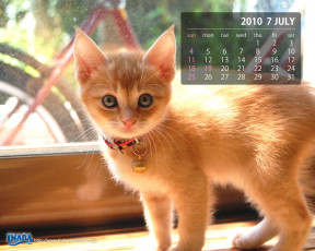 обоя календари, животные