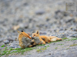 Картинка календари животные