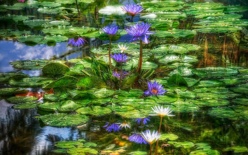Картинка цветы лилии водяные нимфеи кувшинки