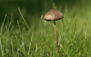 Картинка природа грибы