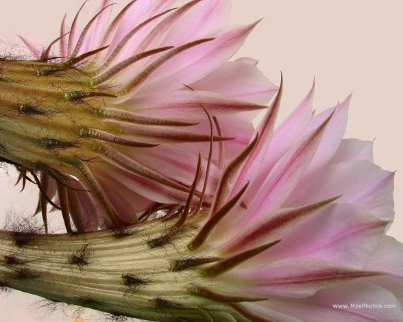 Обои картинки фото цветы, кактусы