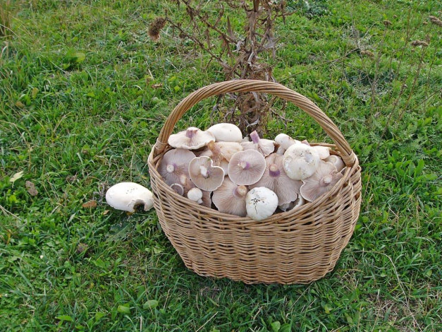 Обои картинки фото еда, грибы, грибные, блюда