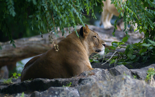 Обои картинки фото животные, львы