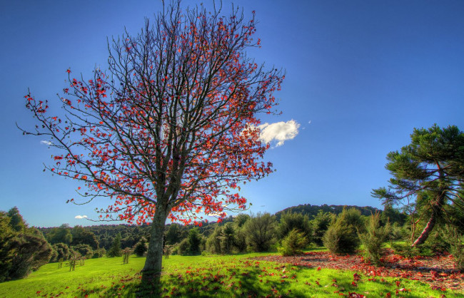 Обои картинки фото природа, деревья