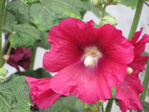 Картинка цветы мальвы красные