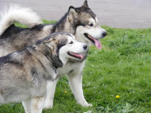 Картинка животные собаки хаски