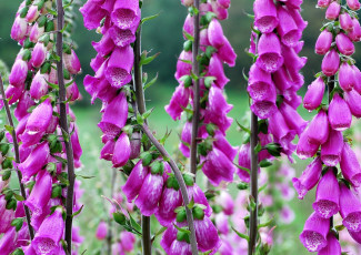 Картинка наперстянки цветы дигиталис наперстянка розовый яркий