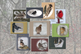 Картинка животные птицы