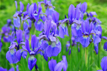 обоя цветы, ирисы