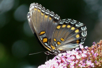 Картинка животные бабочки крылья цветы